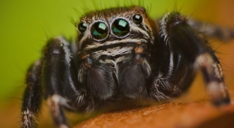 Arachnofóbia leküzdése: Miért félünk a pókoktól és hogyan szabadulj meg a félelemtől? thumbnail