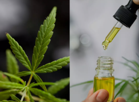 Milyen betegségekre jó a CBD olaj? Az eredmények meg fognak lepni! thumbnail