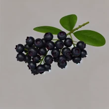 Fekete áfonya (Vaccinium myrttillus L.) – Átfogó Leírás thumbnail